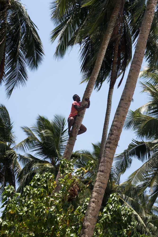 Les pêcheurs du village grimpent à un cocotier et font tomber des noix de coco qu’ils cassent et partagent avec nous.