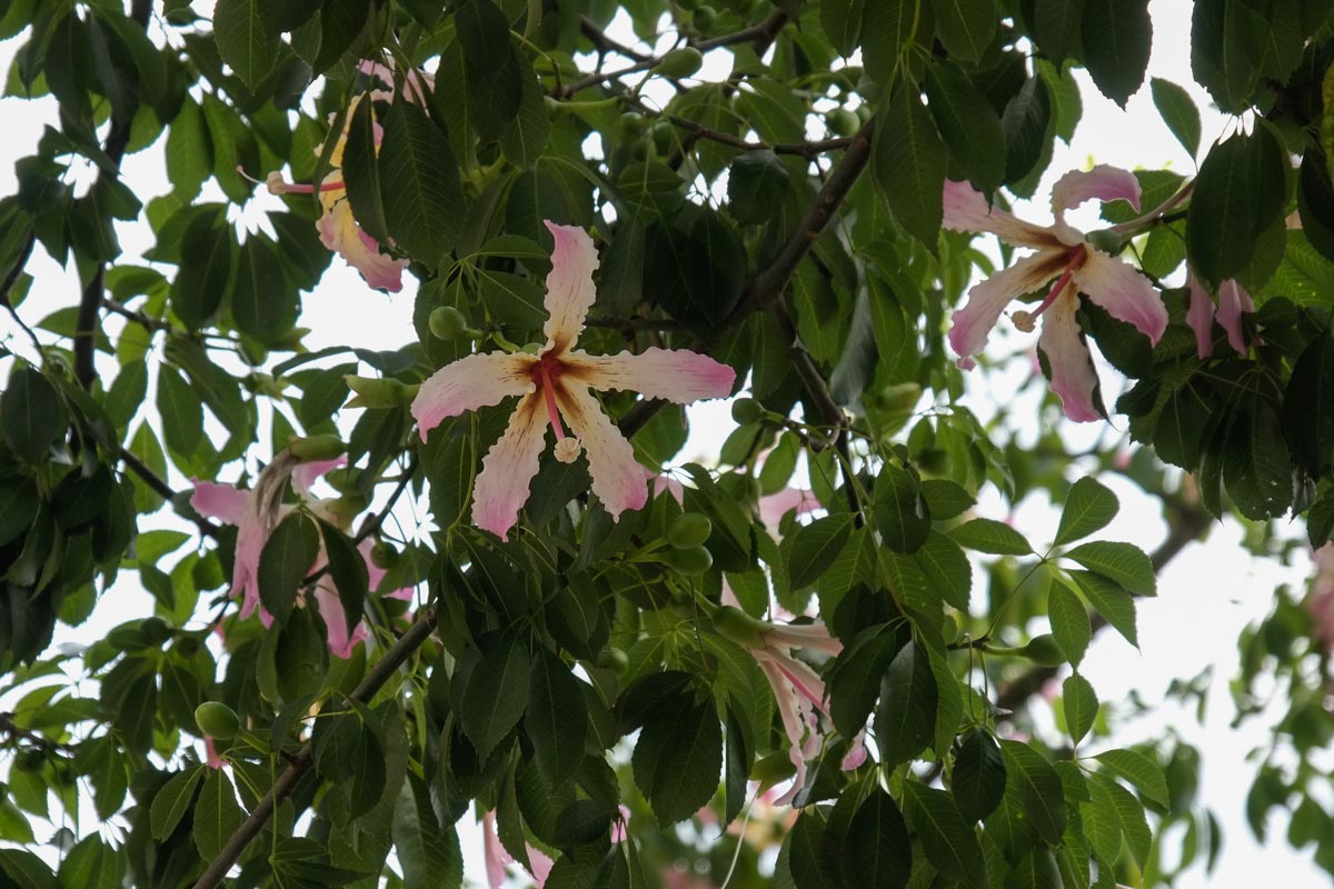 chorisia speciosa