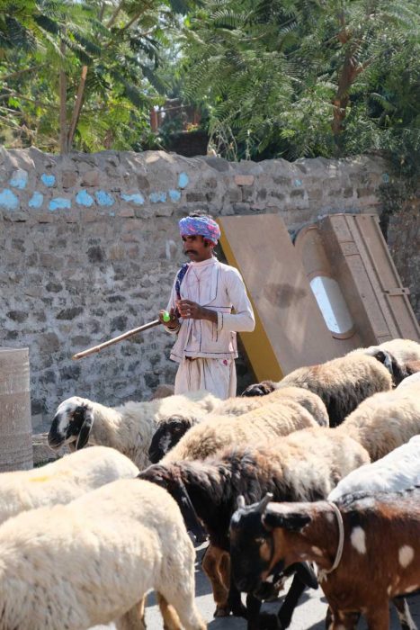 Inde, Madhya Pradesh, Mandu, troupeau de moutons dans la rue du village