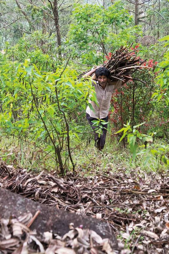 Un ramasseur de bois mort rencontré dans la forêt
