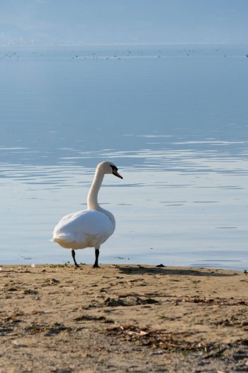 Albanie, au bord du lac d'Orhid