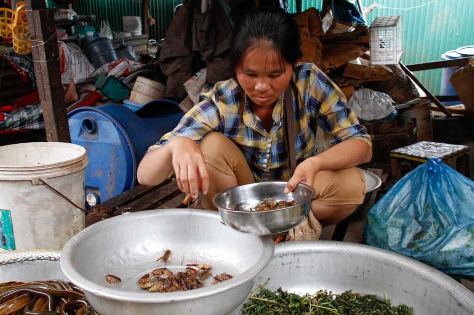 Sauterelles ? Criquets ?